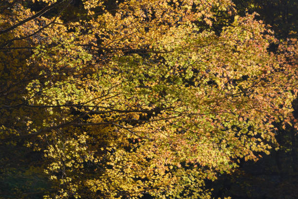 istock Autumn leaves in Nishizawa Gorge 1496782196