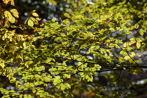 colorful autumn leaves on the branch in sunny afternoon in the park