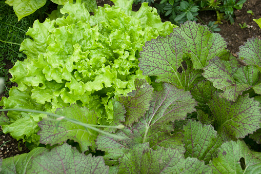 Variety of home grown vegetables in the garden