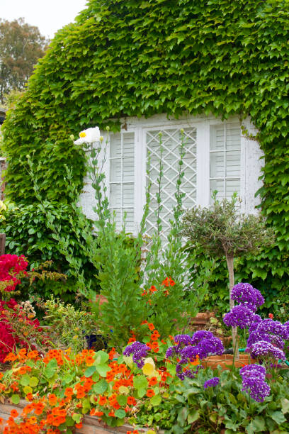 istock Ivy covered bungalow with vibrant wildflowers 1496782350