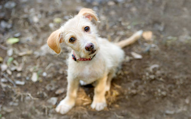 istock Puppy Dog Curious Confused Looking Adorable 1496783043