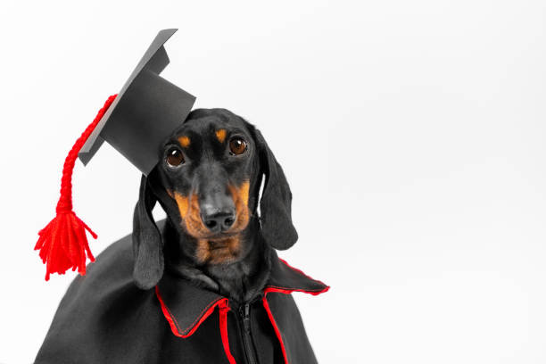 chien diplômé en casquette académique avec gland, robe noire à la remise des diplômes - dog graduation hat school photos et images de collection
