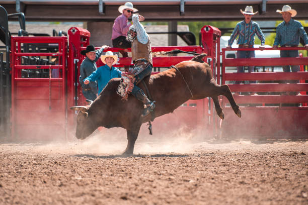 istock Cowboy Ridding A Bucking Bull 1496785086