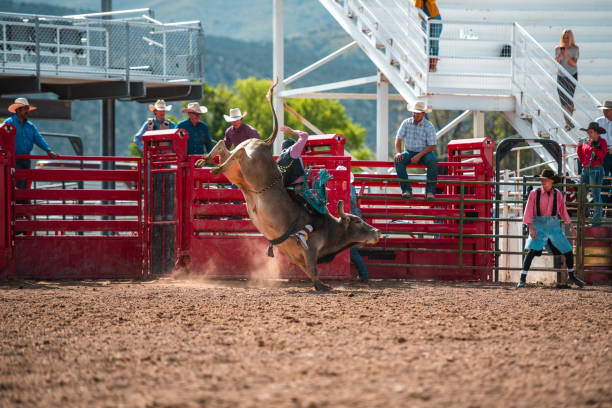 istock Cowboy Thrown Off A Bucking Bull 1496785097