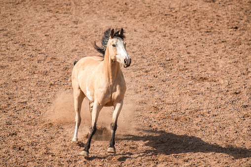 Bareback bronc in a rodeo arena. Running around without a rider on its back.