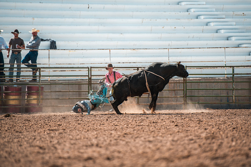 Cowboy thrown off a bucking bull at a local rodeo event in Utah.