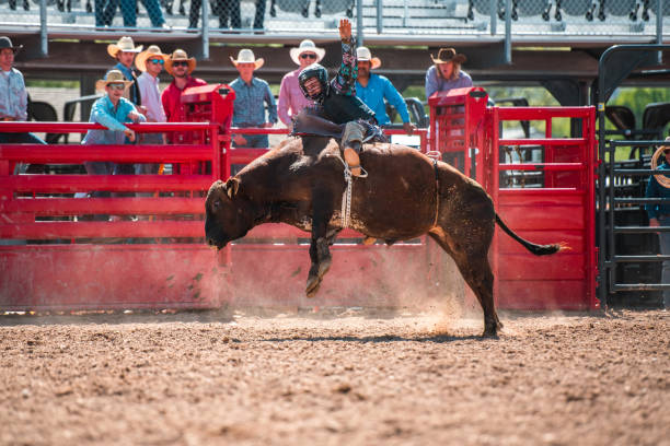 istock Cowboy Ridding A Bucking Bull 1496785112