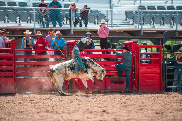 istock Cowboy Ridding A Bucking Bull 1496785147