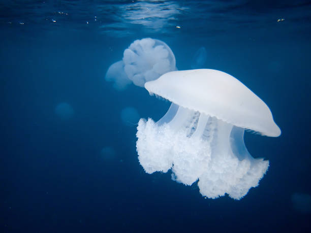 istock Group of Jellyfishes 1496787756
