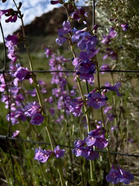 istock Purple wildflowers in a fence 1496788440