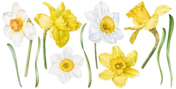 ilustraciones, imágenes clip art, dibujos animados e iconos de stock de conjunto de flores de narciso, ilustración botánica de narciso. - daffodil stem yellow spring