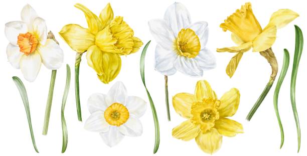 набор цветов нарциссов, ботаническая иллюстрация нарцисса. - daffodil stem yellow spring stock illustrations