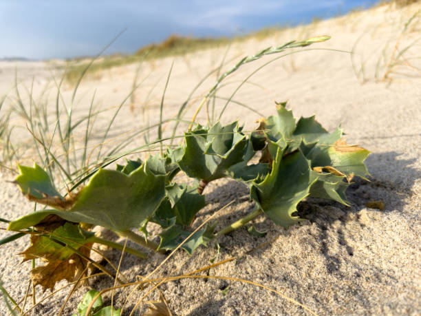 Eryngium maritimum, Sea holly or seaside eryngo. Plant has a very strong and deep root system that allows it to live in dunes of sand, Seaside eryngo or sea holly growing at beach in Mediterranean sea