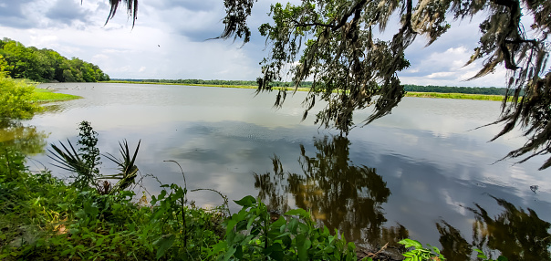 South Carolina Scenery, Spanish Moss hanging next to a swampy riverbank, near Charleston