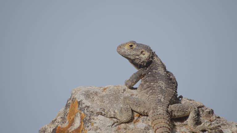 Male Starred Hardun Agama Lizard Asserting His Territory in Serene Greek Island Sunset Close Up