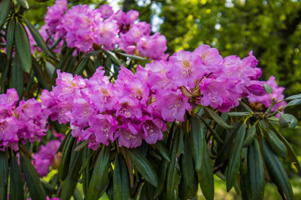 rhododendron  - azalea magenta flower red photos et images de collection