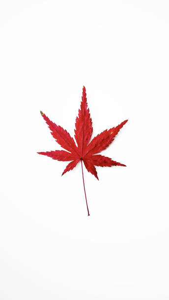 白い背景に3dイラスト.カエデの葉。(垂直) - autumn leaf japanese maple red ストックフォトと画像