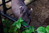 Selective focus of brazilian tapirs walking around in their enclosure in the afternoon.