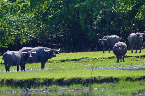 a group of buffaloes were in a fertile meadow