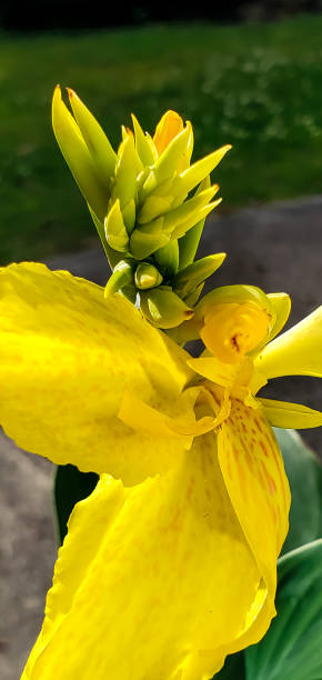 Flowers - Canna Lily