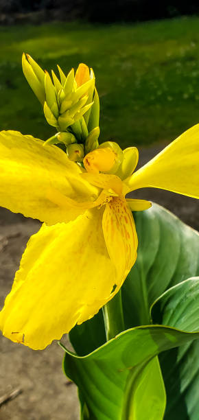 istock Flowers - Canna Lily 1496804031
