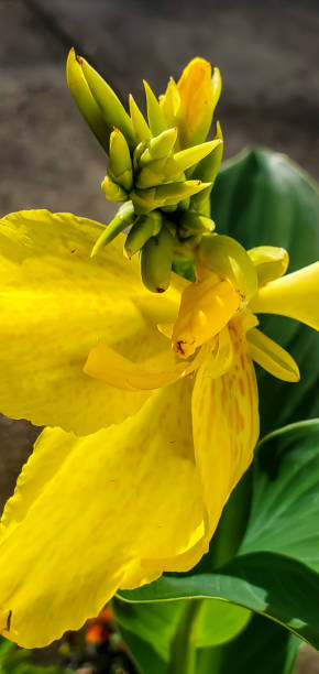 istock Flowers - Canna Lily 1496804055