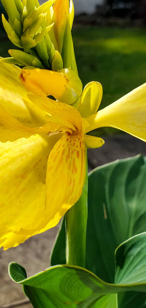 istock Flowers - Canna Lily 1496804060