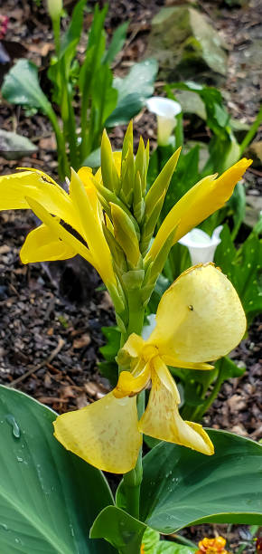 istock Flowers - Canna Lily 1496804081