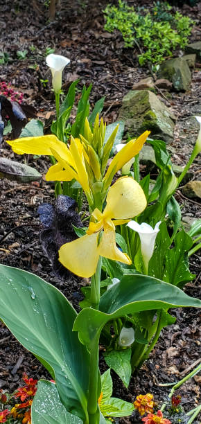 istock Flowers - Canna Lily 1496804120