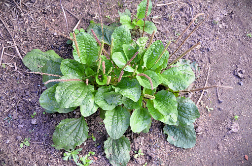 In the backyard the medicinal plant Plantago major growing and flowering