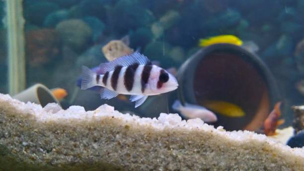 cichlid de frontosa - cyphotilapia frontosa fotografías e imágenes de stock