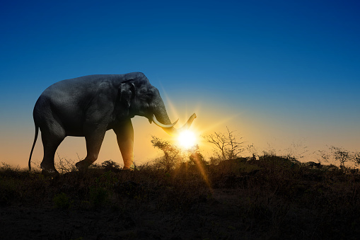 Elephant walking on the field with the sunrise scene background