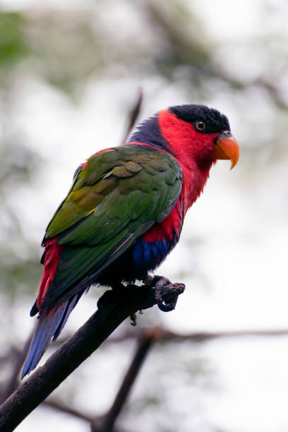 istock Red and green lory parrots with their vivid and beautiful feather on a tree branch 1496807932
