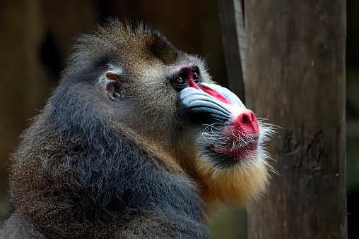 Mandrillus is a genus of large Old World monkeys distributed throughout central and southern Africa