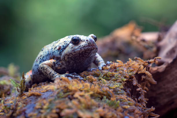 istock The smooth-fingered narrow-mouthed frog ( kaloula baleata ) in the moss 1496808709