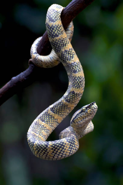 istock The Wagler's Pit Viper in the rain 1496809263