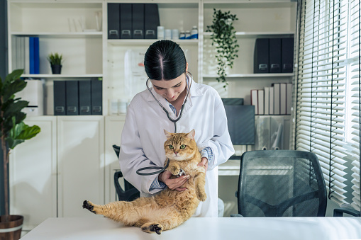 a skilled asian female veterinarian meticulously examines a charming cat with a stethoscope. the pet is on the diagnosis table in the cozy veterinary clinic