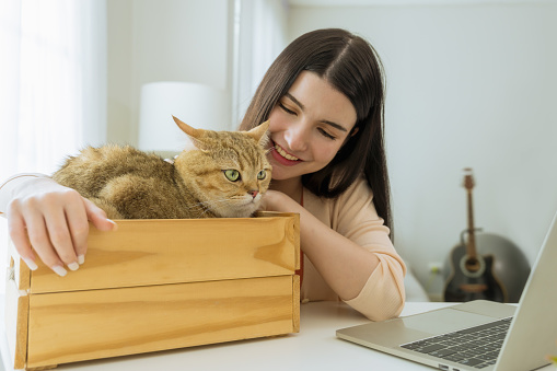 a beautiful young Asian woman playing with her cat, which is comfortably lying in a wooden box. Their bonding moment is set on a working desk with a laptop nearby, at home