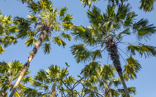 A view of a group of palm trees with blue sky background
