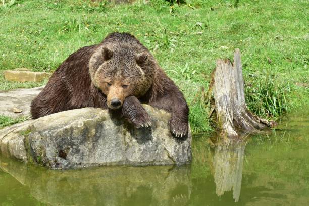 istock Majestic brown bear atop a large rock overlooking a tranquil lake 1496819231