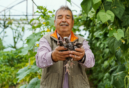 Old man holding newborn chicks in a greenhouse