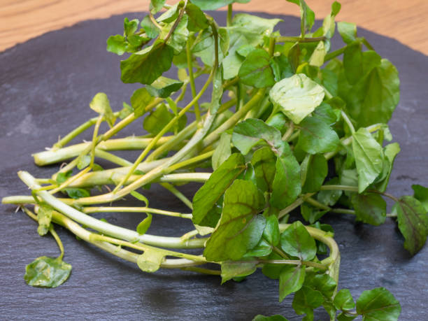 agrião. legumes com sabor amargo. - cress - fotografias e filmes do acervo