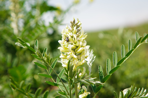Astragalus close-up. Also called milk vetch, goat's-thorn or vine-like. Spring green background.