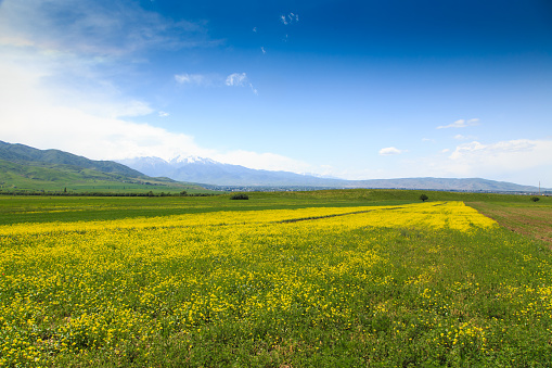 Raps field against the backdrop of high mountains. Blooming summer herbs. Summer outside the city. Kyrgyzstan.