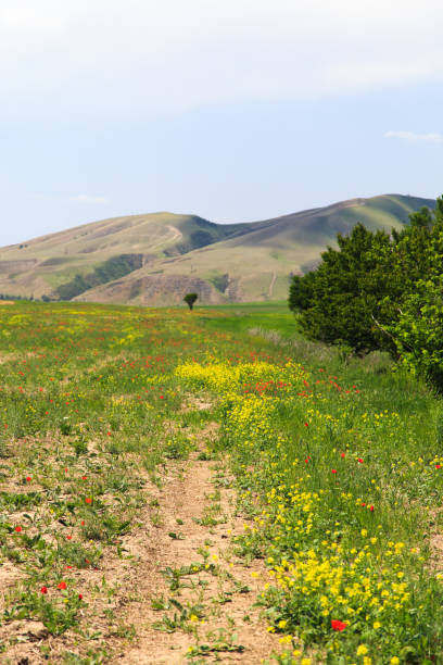 istock Blooming fields against the backdrop of mountains. Beautiful mountain landscape. Blooming summer herbs. Spring landscape. Kyrgyzstan. 1496825437