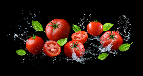 Red ripe tomatoes and green basil with water splash flying over black background.