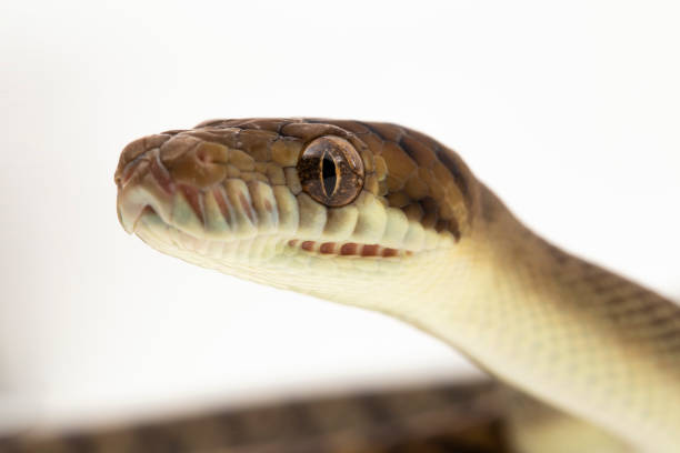 Srcub Python 60+ Scrub Python Stok Fotoğrafları, Resimler ve Royalty-Free Görseller ...