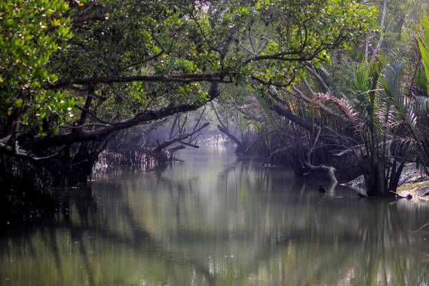 istock A canal in Sundarbans 1496830171