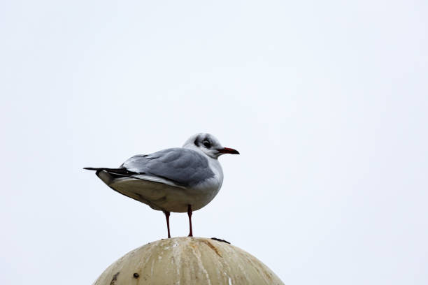 istock Seagull on a street lamp 1496830434