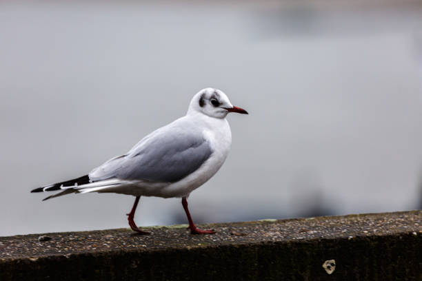 istock Seagull on stone railing near to a river 1496830466